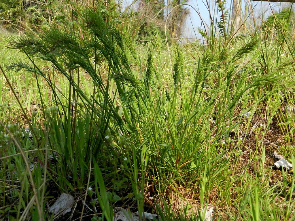 Poa bulbosa, forma vivipara.